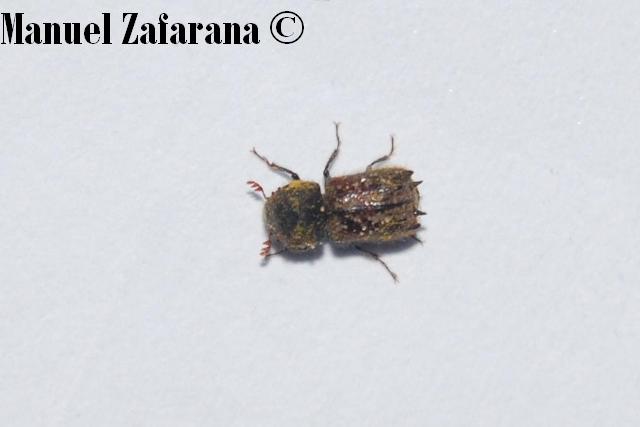 Scolitidae? No, Bostrichidae: Sinoxylon sexdentatum